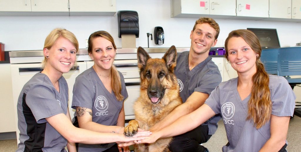 Technology in veterinary medicine