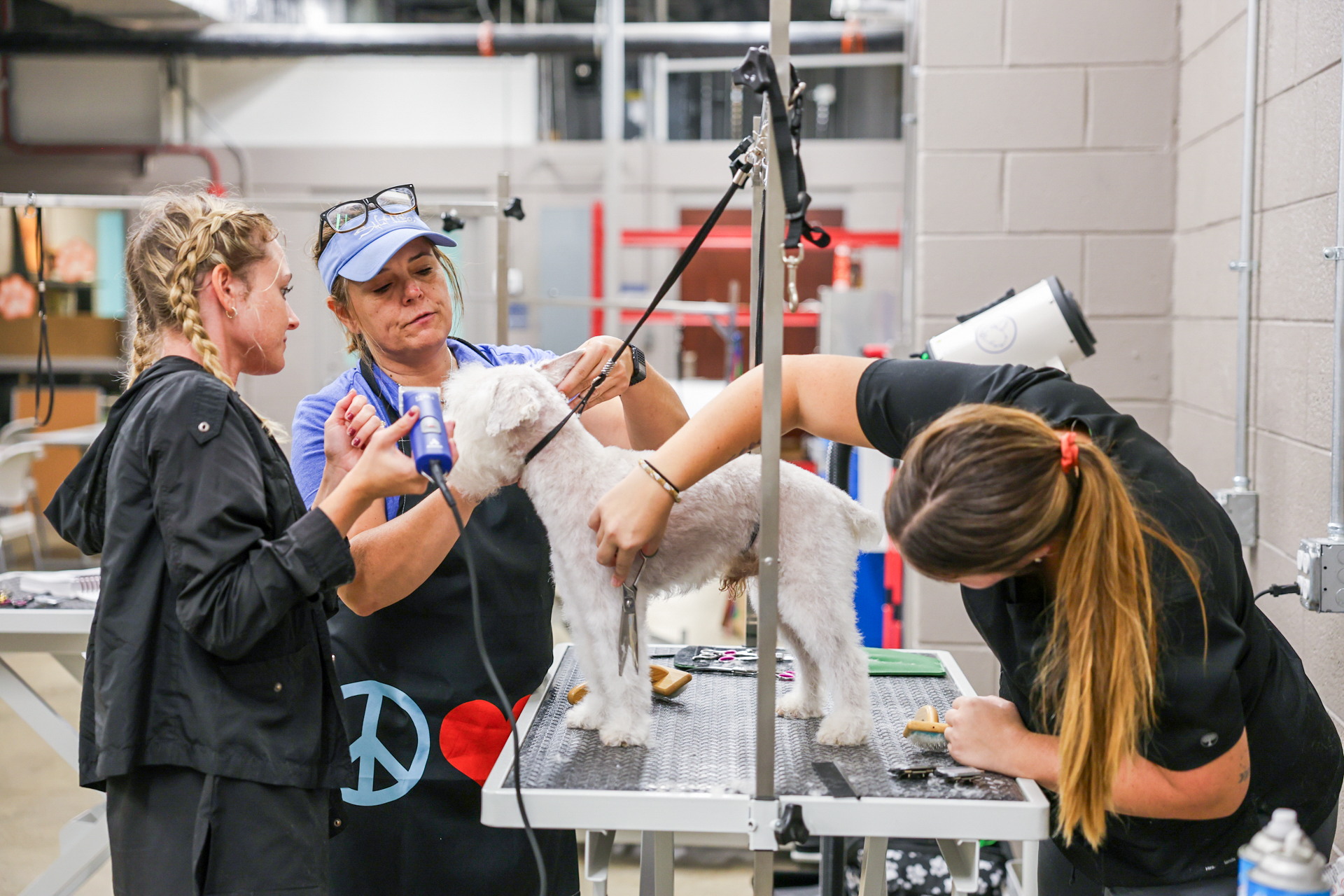 Curated visual reference: Community Pet Grooming Education Programs Reference: Cfcc Dog Grooming To Offer Canine Care Services