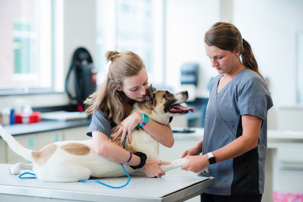 Two veterinary staff examine a medium-sized dog on a clinic exam table; one gently holds and comforts the dog while the other checks its front leg.