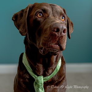 close up portrait of dog