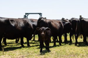 A group of black cattle stands in a grassy pasture under a clear sky. A young calf faces the camera in the foreground while the adult cows cluster together behind it near a fenced grazing area.