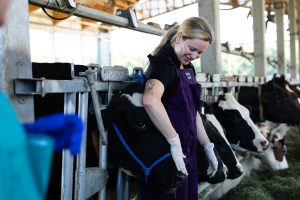 A woman wearing gloves and a protective apron examines a dairy cow secured in a livestock handling station inside a barn. Several Holstein cows stand in feeding stalls nearby, eating hay while the student performs a hands-on animal health procedure under supervision.