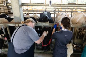 Two veterinary students wearing gloves work with a dairy cow at a feeding station inside a barn. One student examines the cow’s head while the other adjusts a rope halter. Cows stand in adjacent stalls, eating feed beneath an open-sided barn structure.