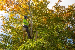 Arborist wearing a high-visibility shirt, helmet, and climbing gear works high in a tree surrounded by dense green, yellow, and orange autumn foliage.